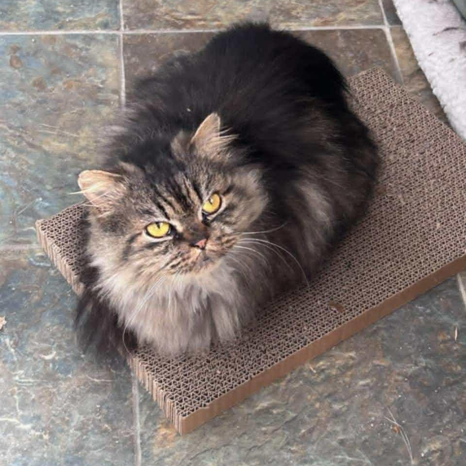 Enlarge Scooter, an adopted mixed breed in Fulton, NY image 3/4