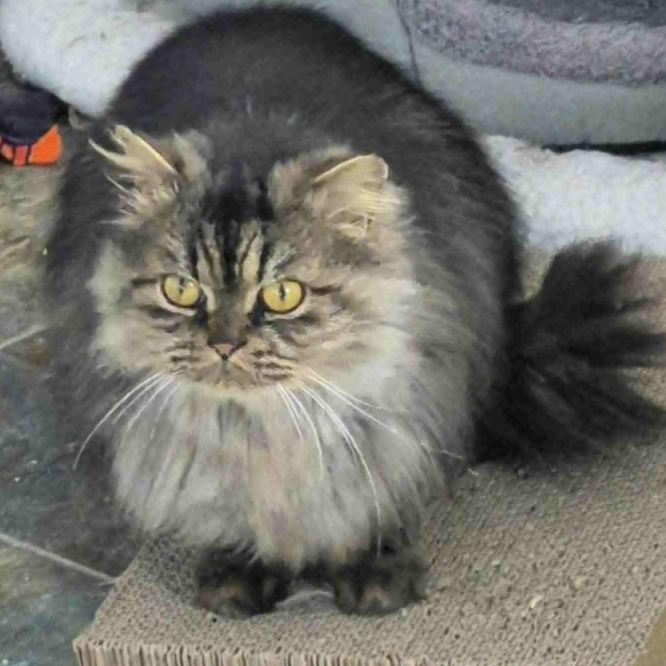 Enlarge Scooter, an adopted mixed breed in Fulton, NY image 4/4