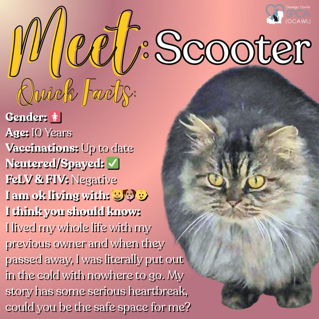 Scooter, adopted, Senior Female Persian & Himalayan.