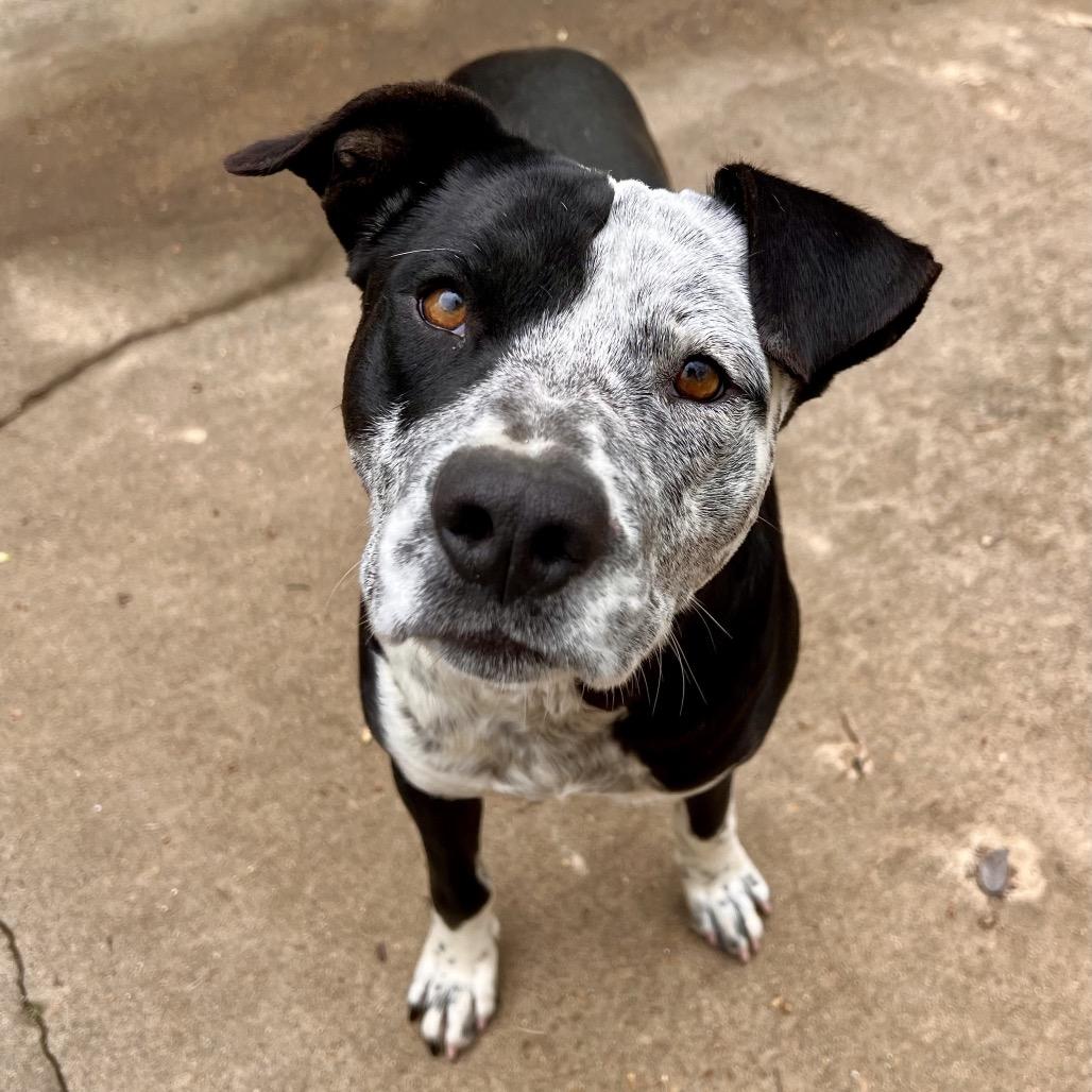 Enlarge Max, a Adoptable Mixed Breed in Oxford, MS image 1/5