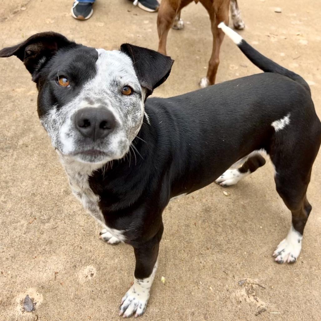 Enlarge Max, a Adoptable Mixed Breed in Oxford, MS image 2/5