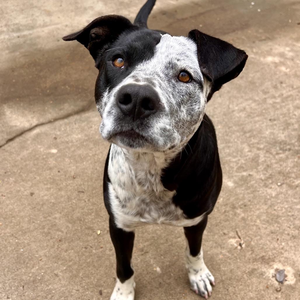 Enlarge Max, a Adoptable Mixed Breed in Oxford, MS image 3/5