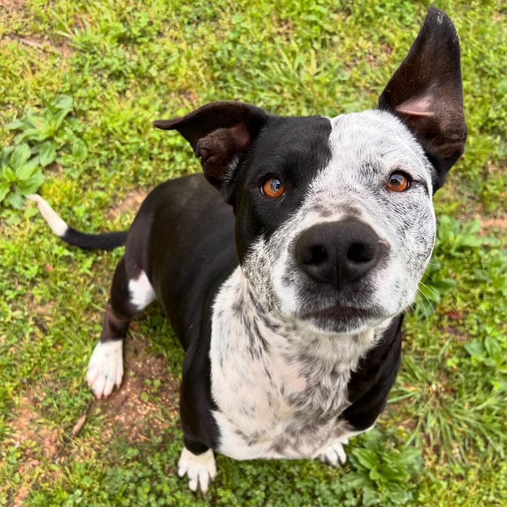 Enlarge Max, a Adoptable Mixed Breed in Oxford, MS image 5/5