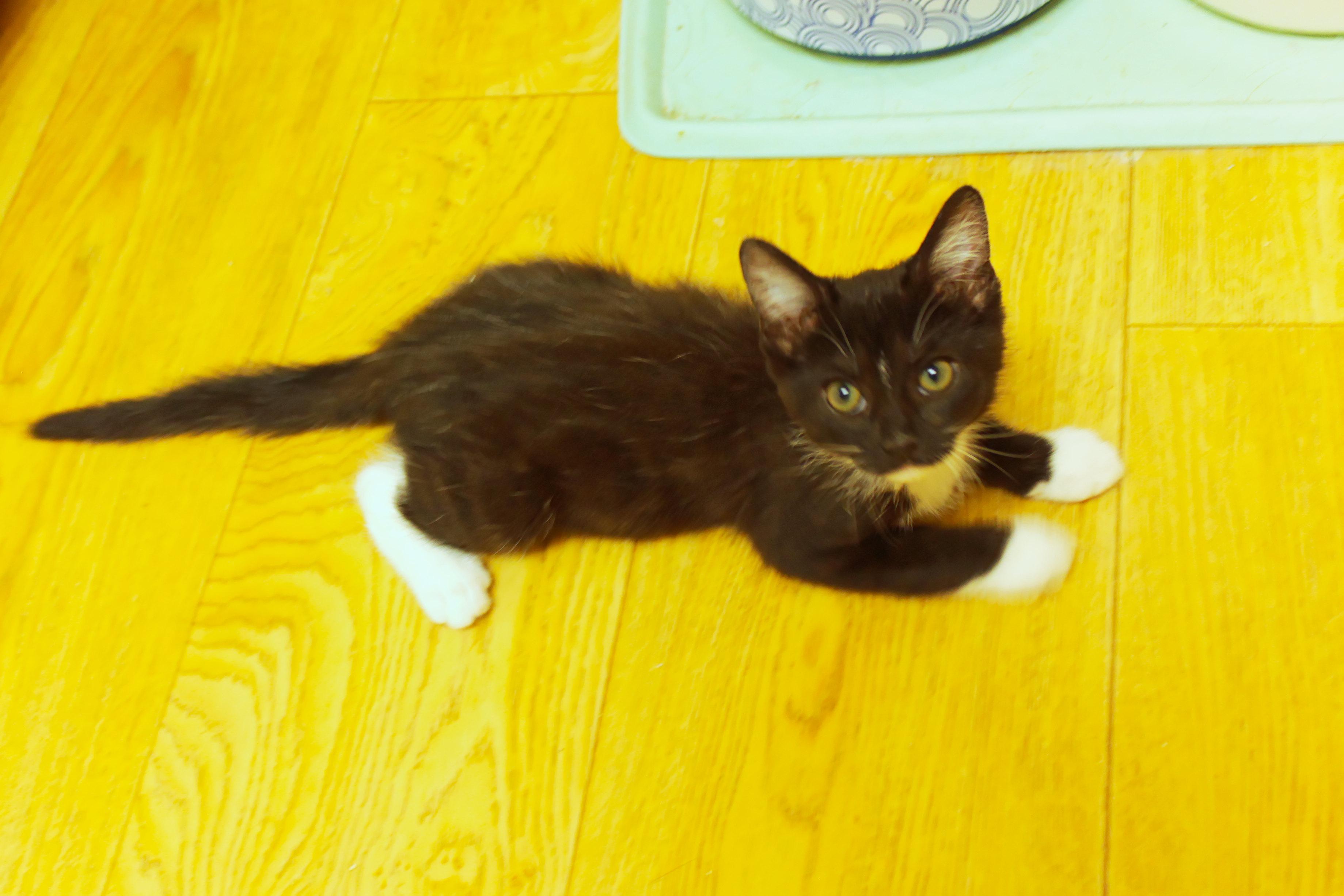 Zara, a ADOPTABLE mixed breed in Urbana, OH image 3/6