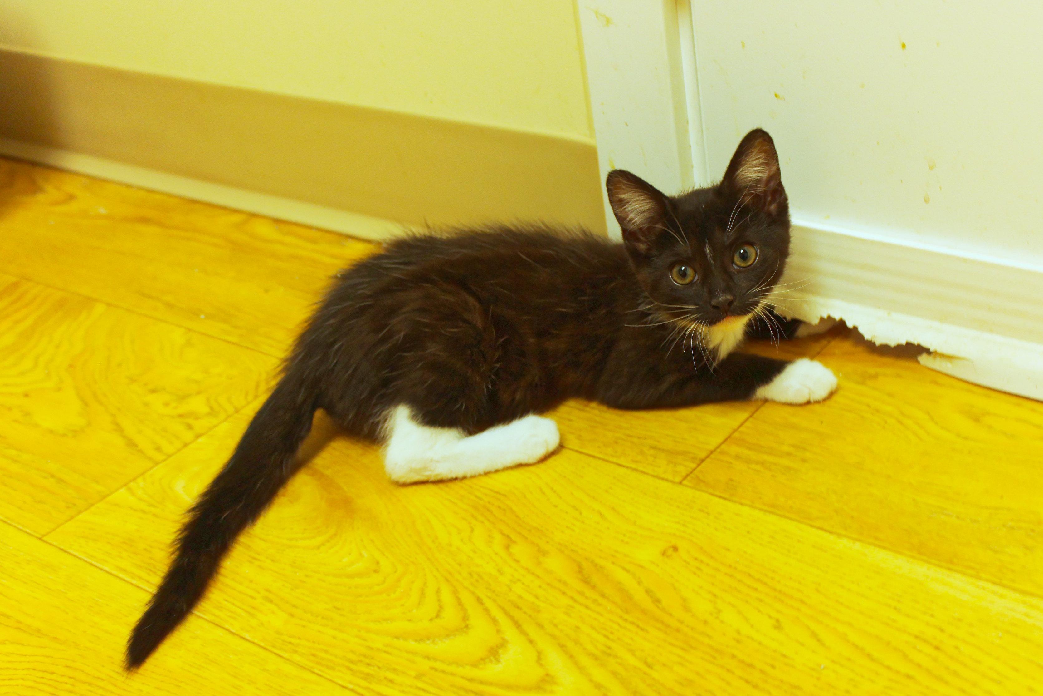 Zara, a ADOPTABLE mixed breed in Urbana, OH image 2/6