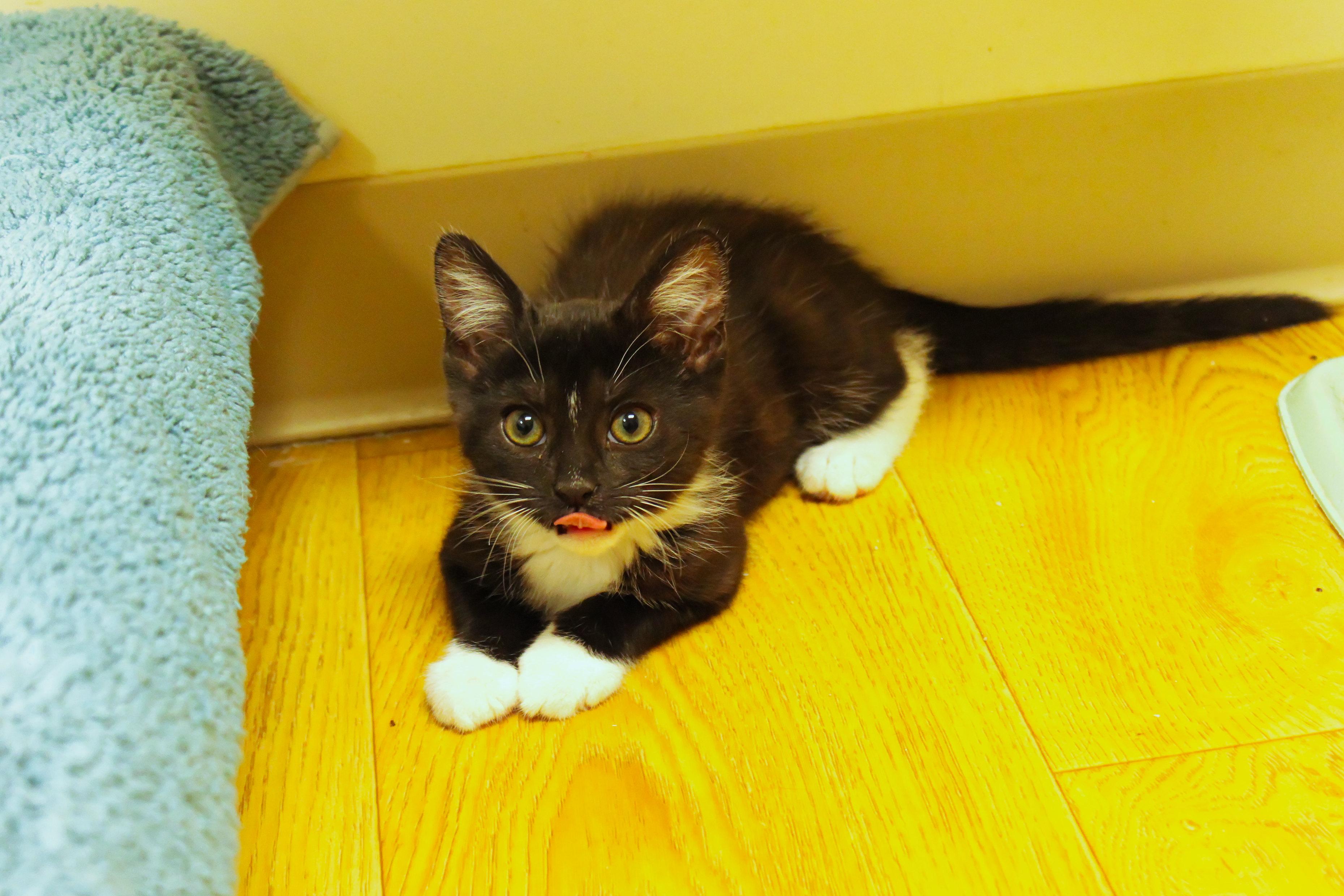 Zara, a ADOPTABLE mixed breed in Urbana, OH image 5/6