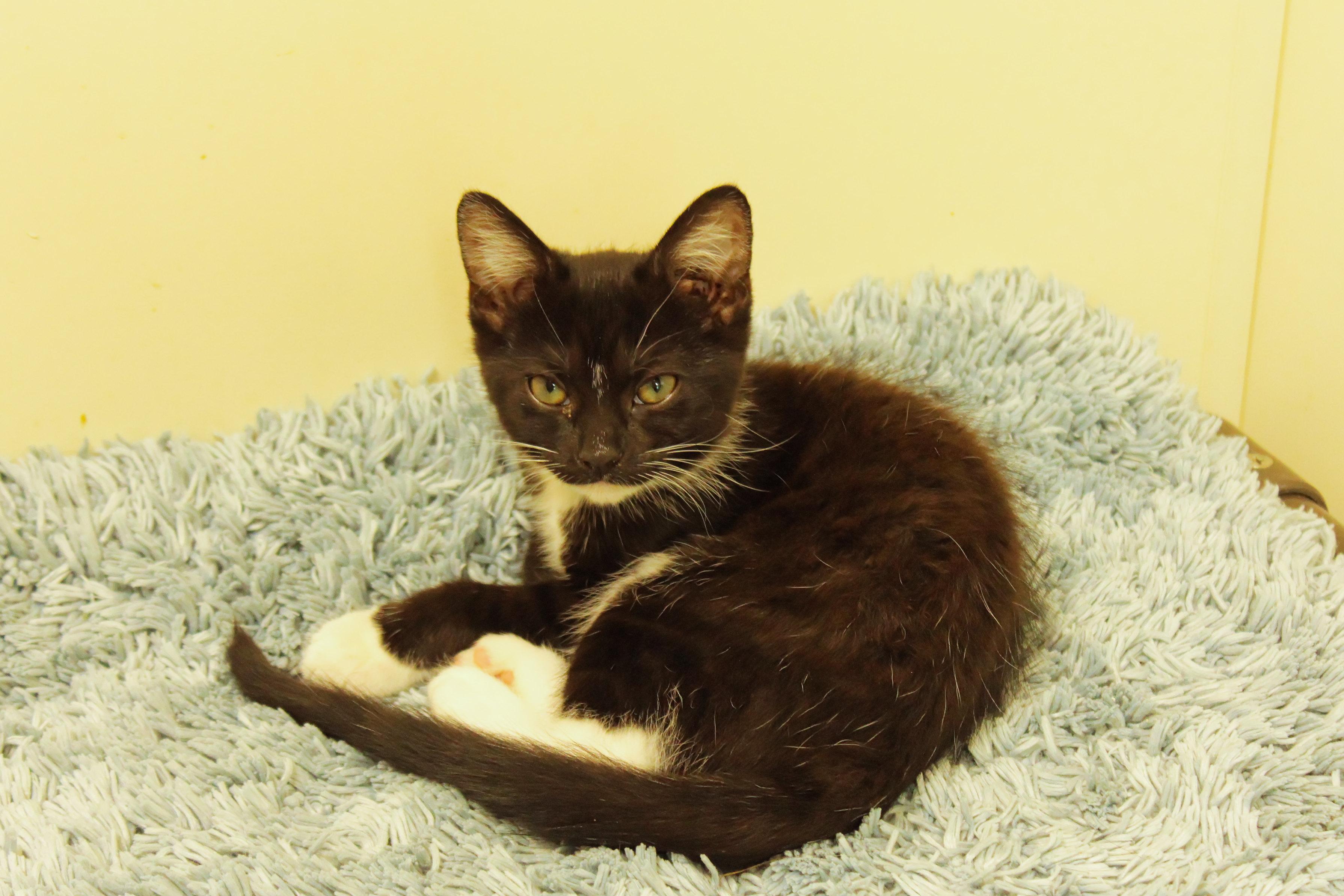 Zara, a ADOPTABLE mixed breed in Urbana, OH image 1/6