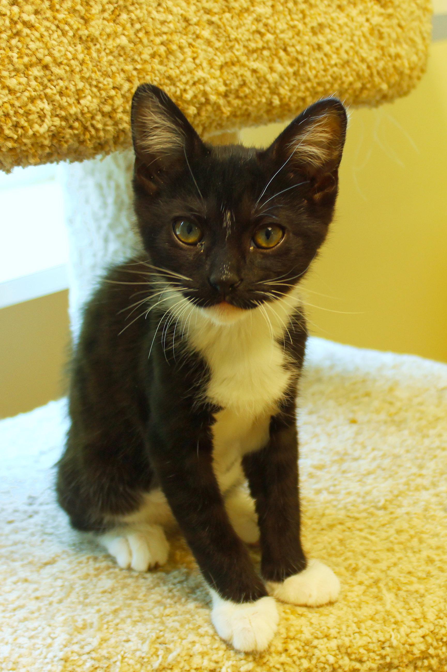 Zara, a ADOPTABLE mixed breed in Urbana, OH image 6/6