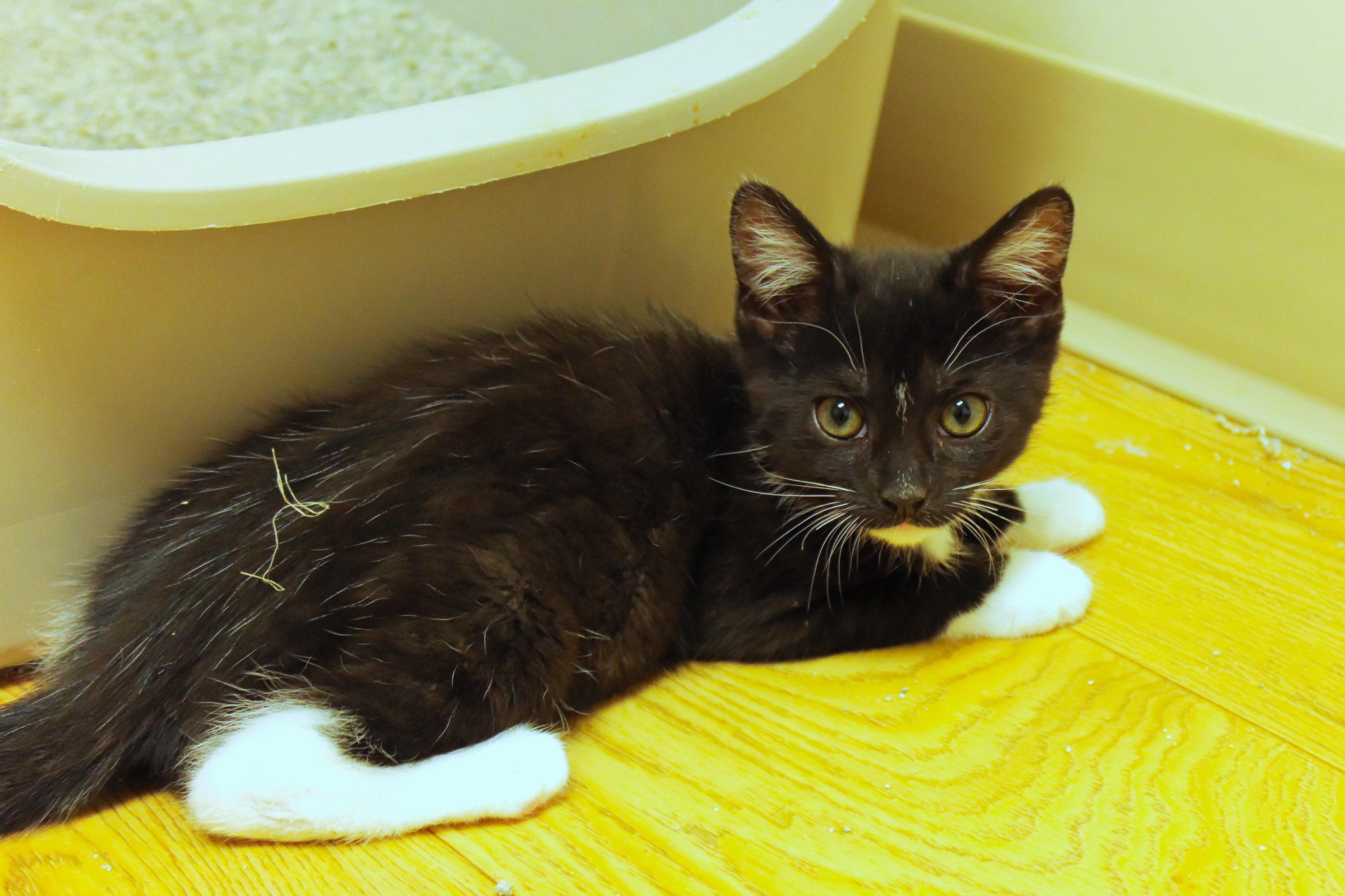 Zara, a ADOPTABLE mixed breed in Urbana, OH image 4/6
