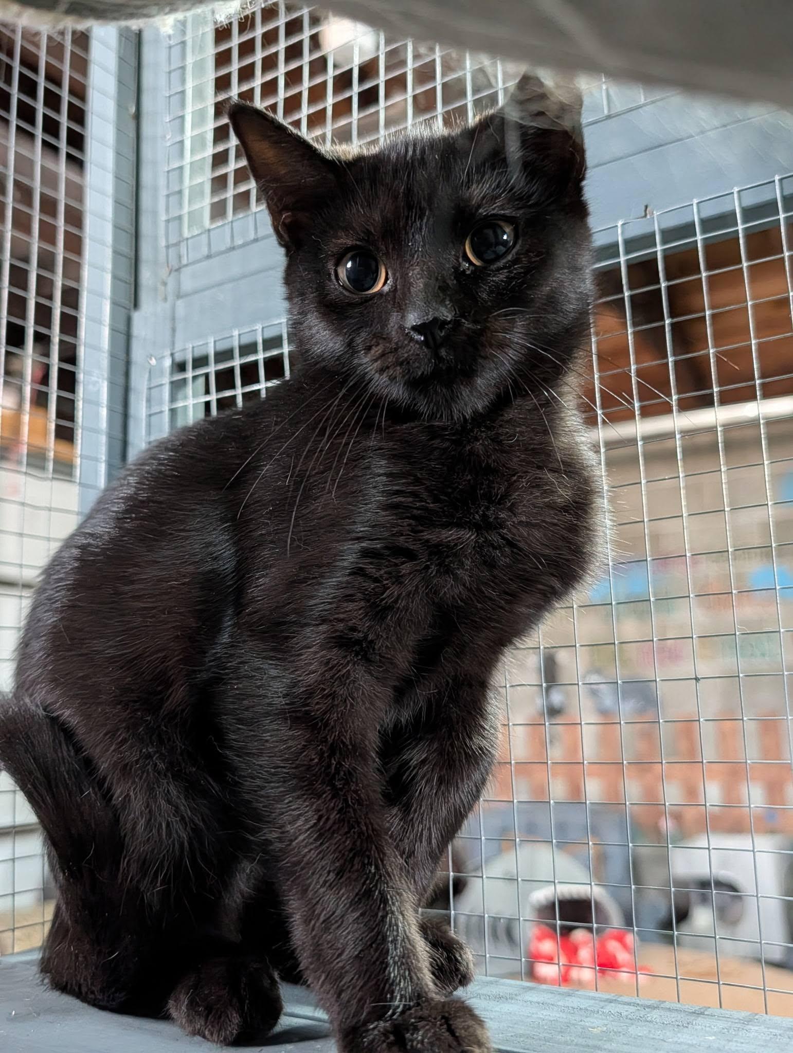 Enlarge Allison, a Adoptable Domestic Short Hair in Claridge, PA image 3/5