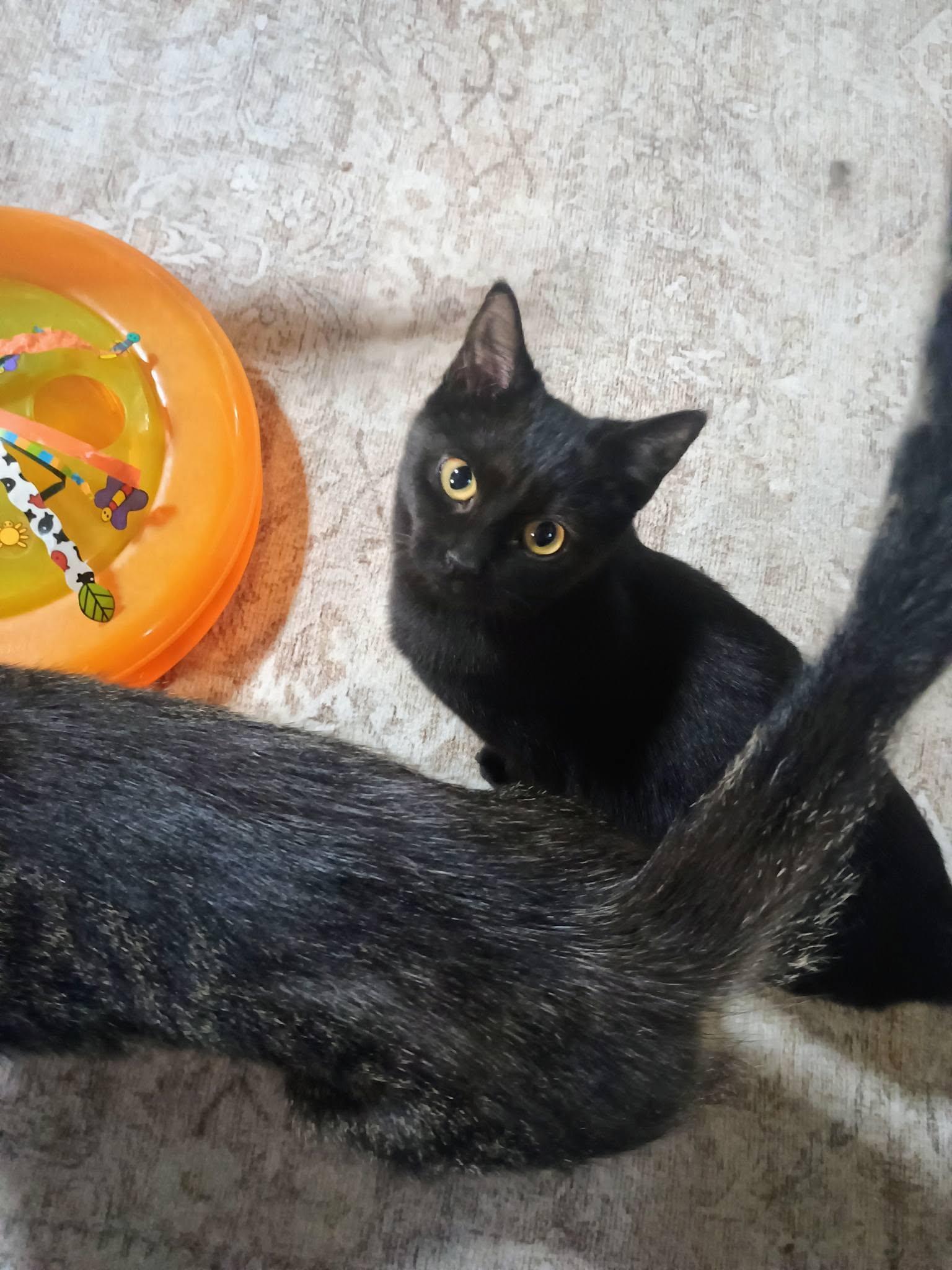 Enlarge Allison, a Adoptable Domestic Short Hair in Claridge, PA image 4/5