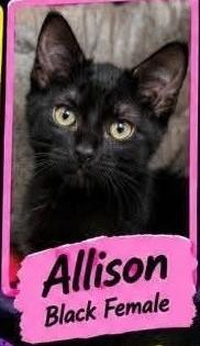 Allison, Adoptable, Kitten Female Domestic Short Hair.