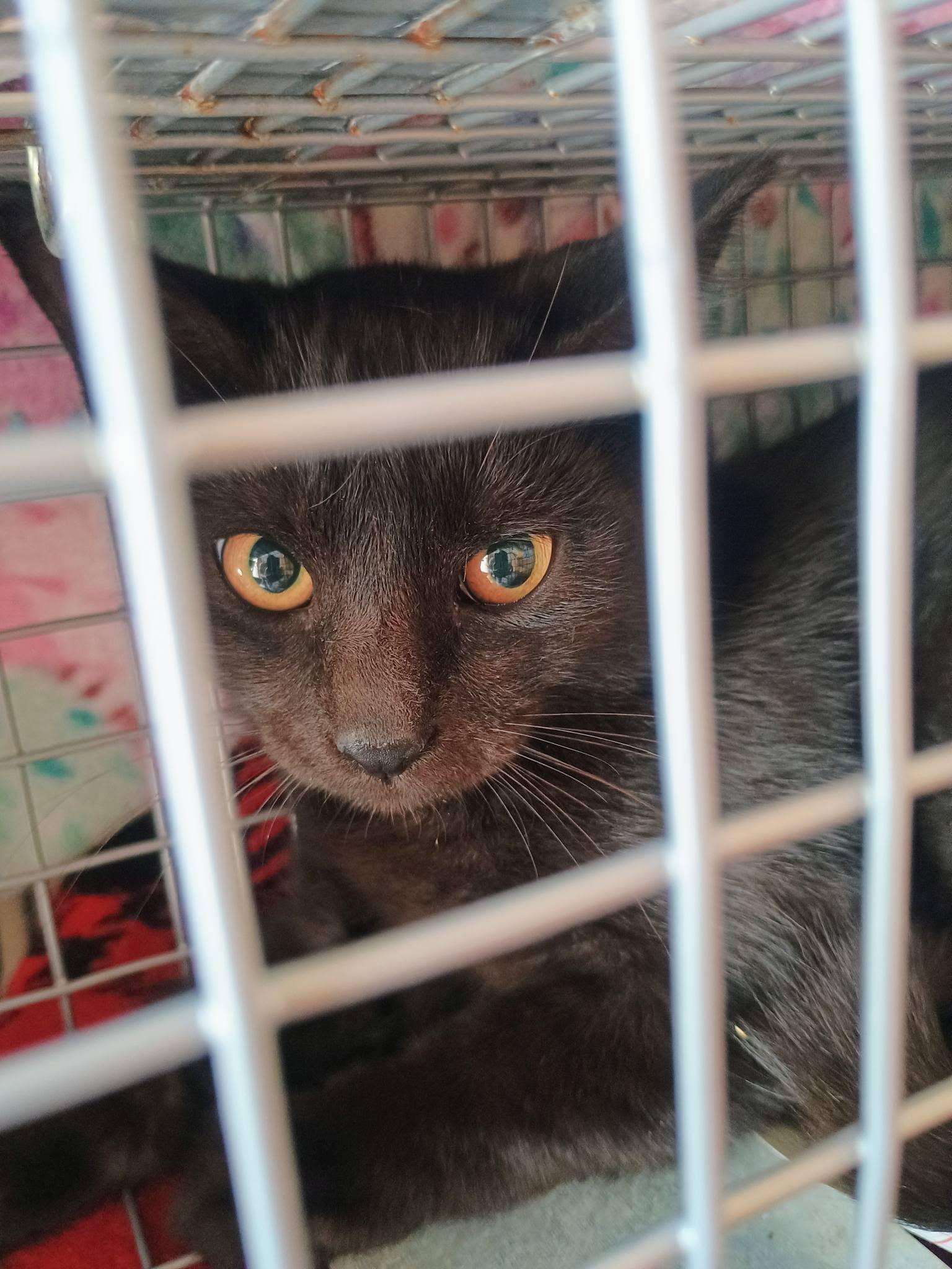 Enlarge Allison, a Adoptable Domestic Short Hair in Claridge, PA image 2/5