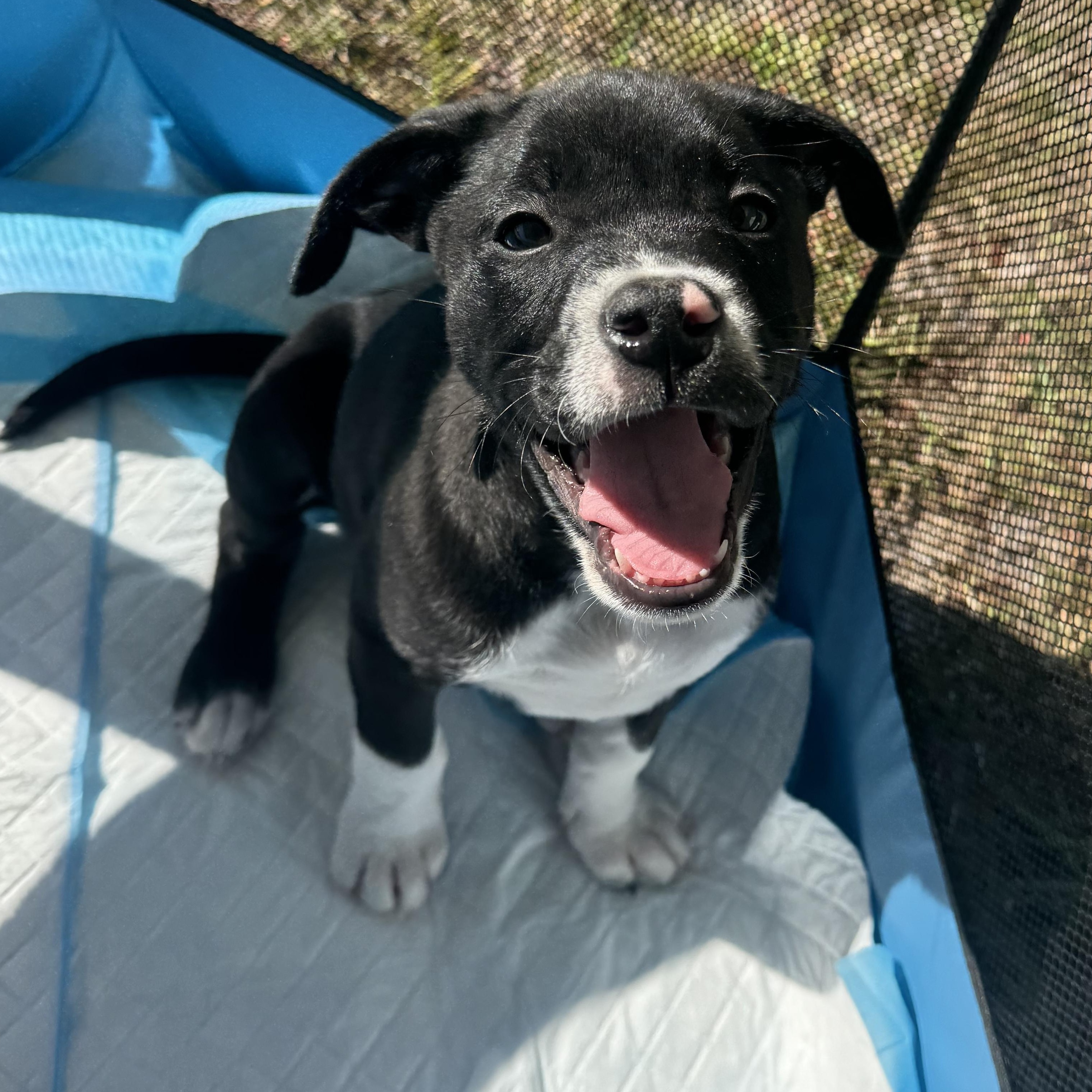 Enlarge Dewey, an adopted mixed breed in Calabash, NC image 3/4