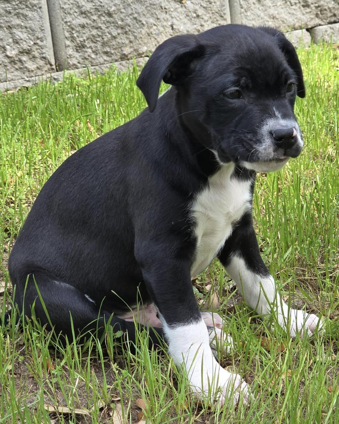 Enlarge Dewey, an adopted mixed breed in Calabash, NC image 4/4