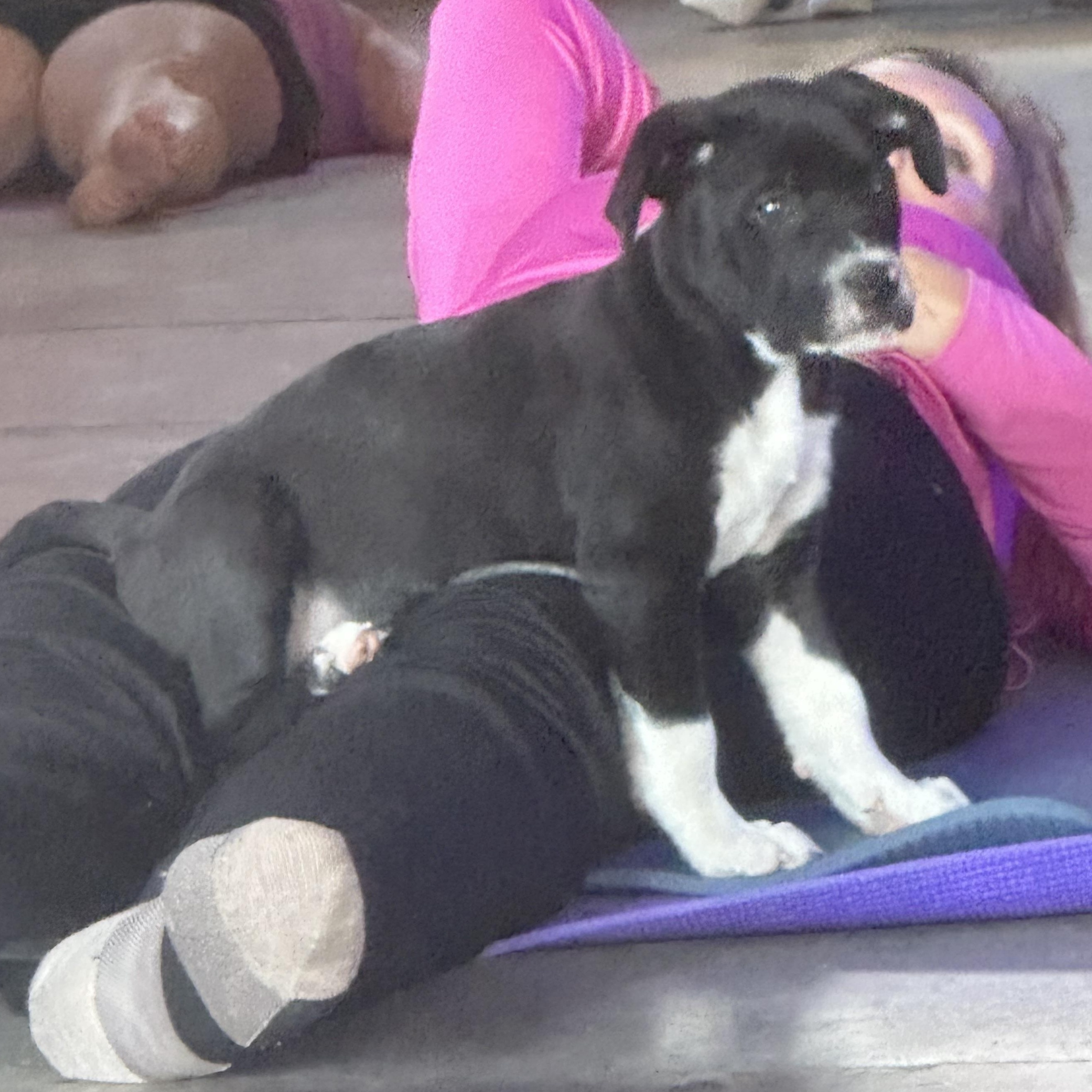 Enlarge Dewey, an adopted mixed breed in Calabash, NC image 2/4