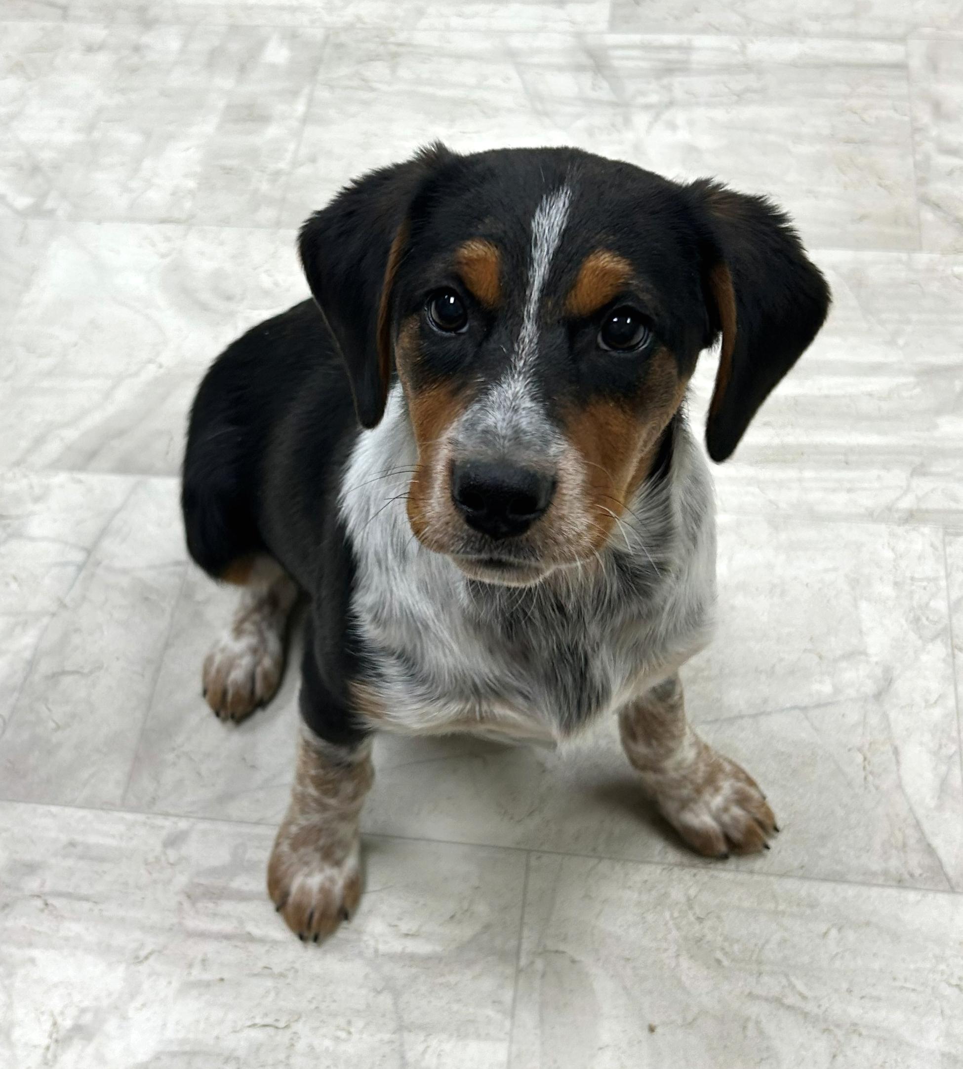 Jingle, a Adoptable mixed breed in Neillsville, WI image 1/5