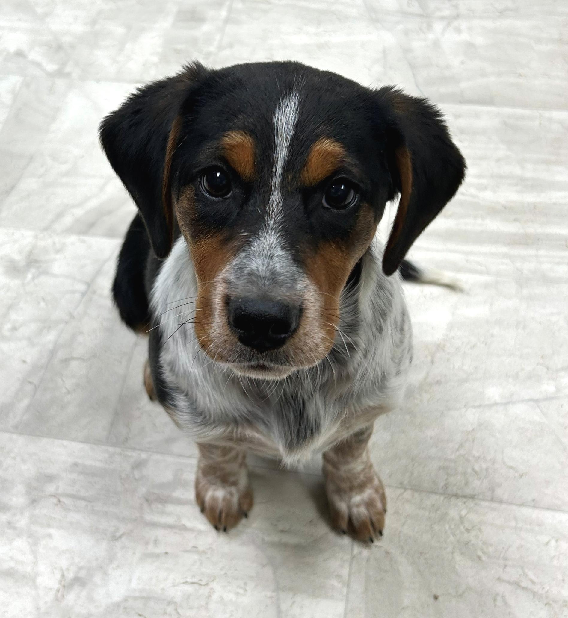 Jingle, a Adoptable mixed breed in Neillsville, WI image 2/5