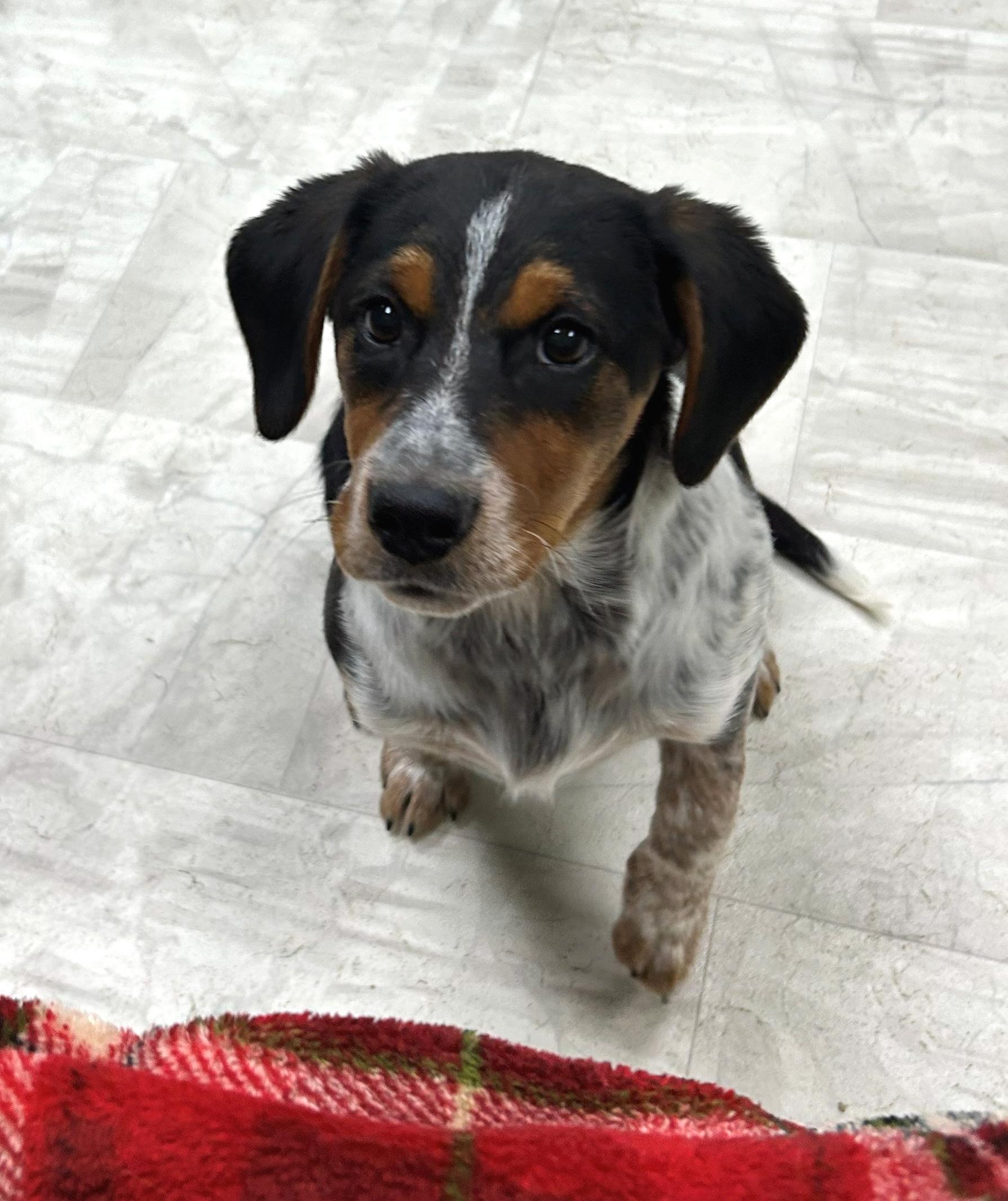 Jingle, a Adoptable mixed breed in Neillsville, WI image 3/5