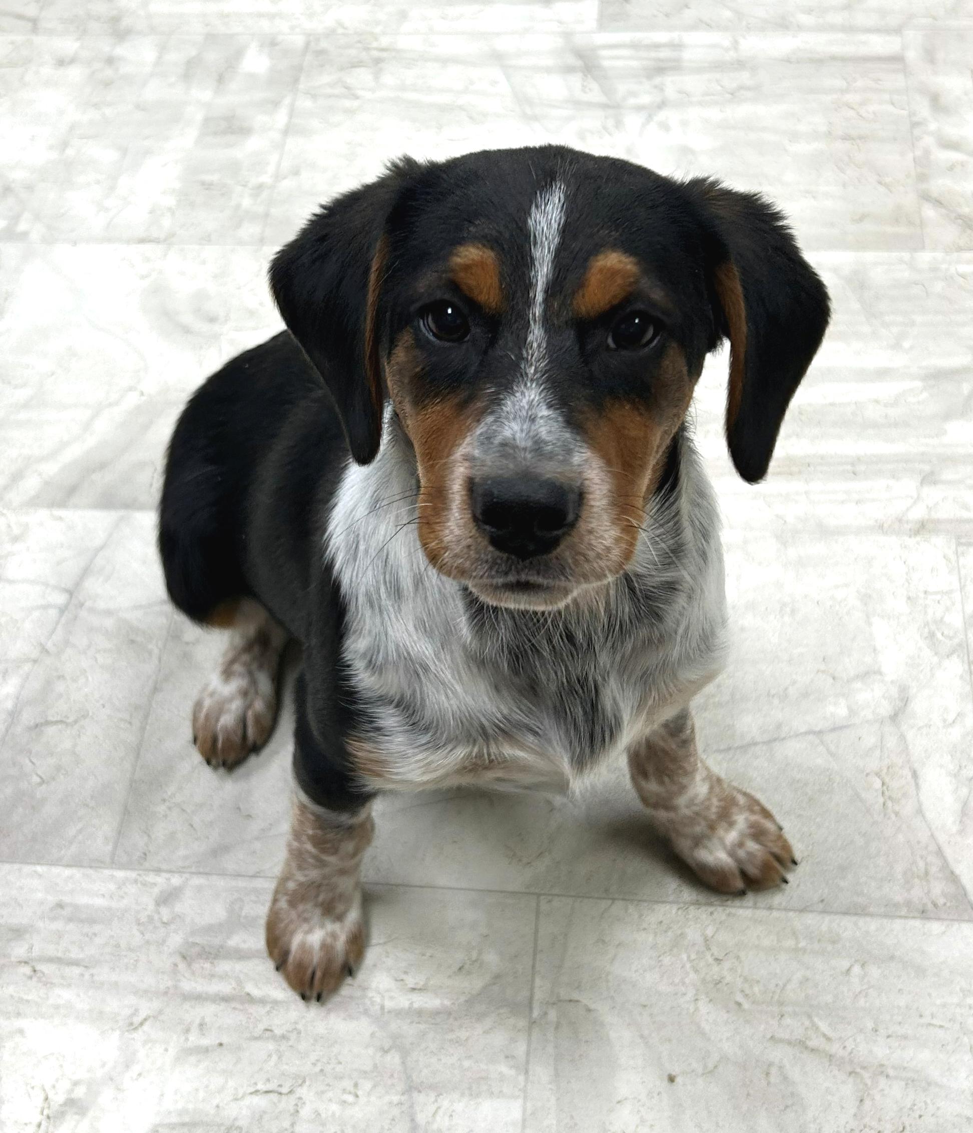 Jingle, a Adoptable mixed breed in Neillsville, WI image 4/5