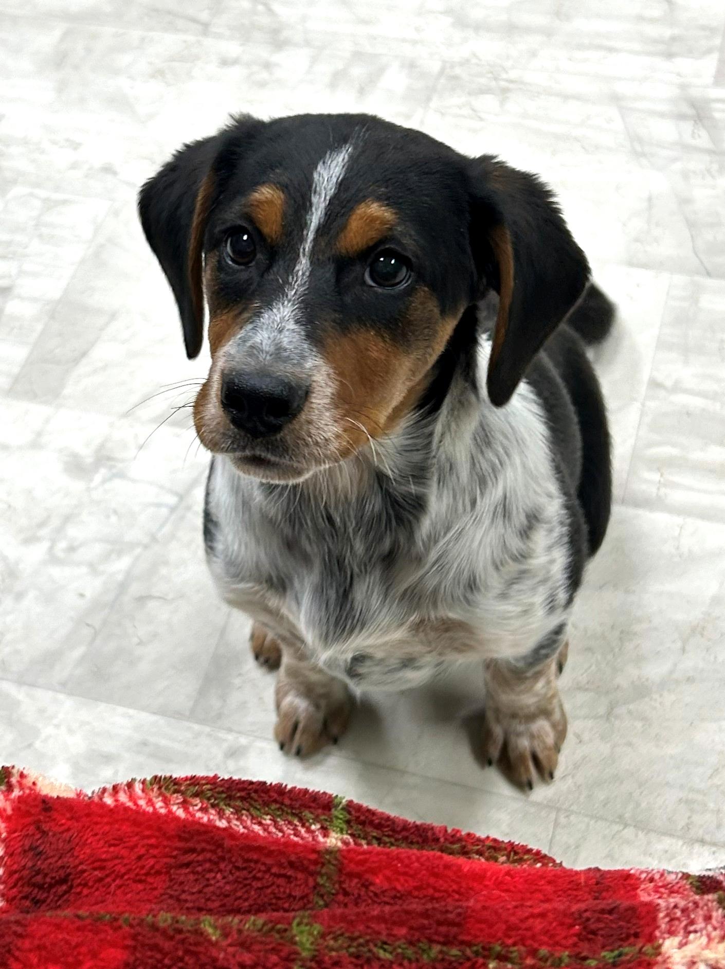 Jingle, a Adoptable mixed breed in Neillsville, WI image 5/5