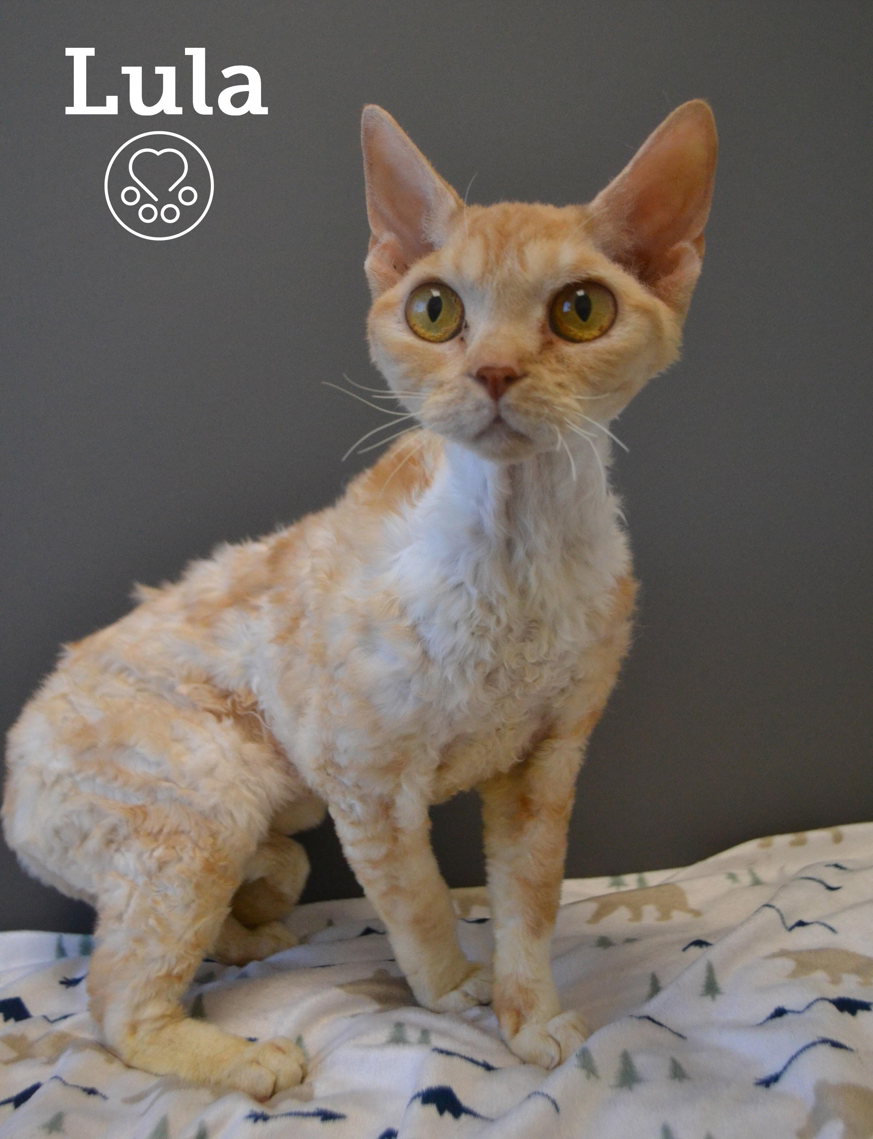 Lula, adopted, Adult Female Devon Rex.