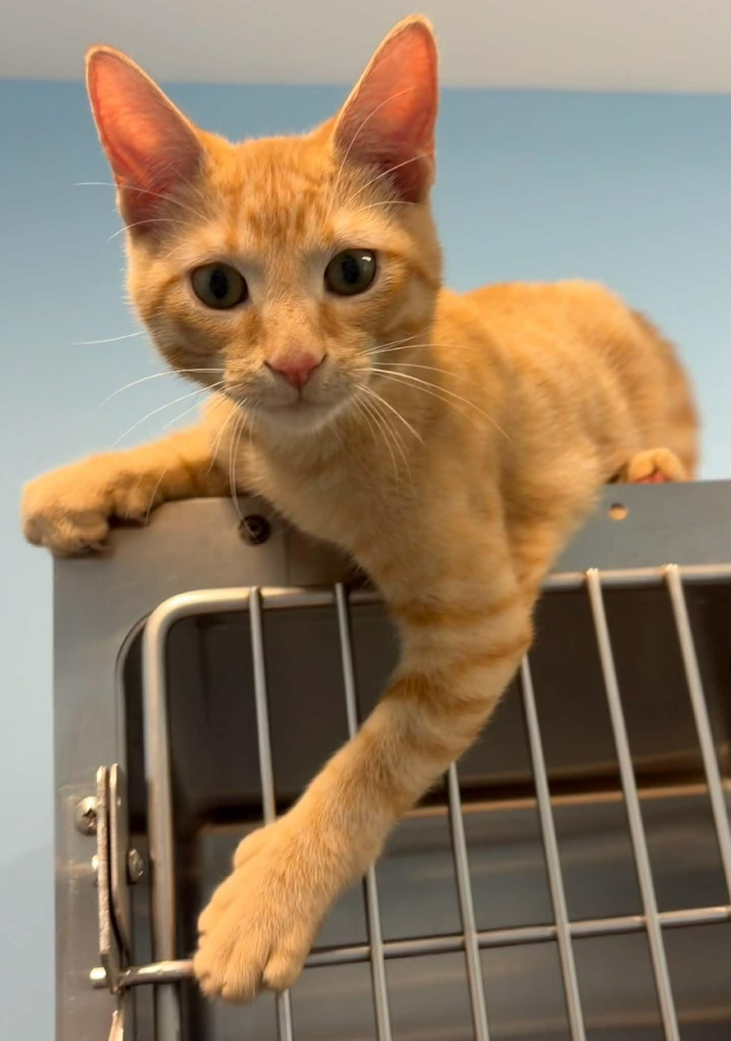 Scary, Adoptable, Young Male Domestic Short Hair.
