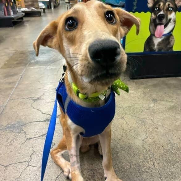 PRETZEL, Adoptable, Young Male Greyhound.