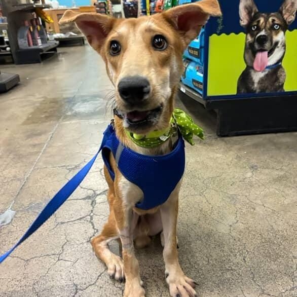 PRETZEL, a Adoptable mixed breed in Auburn, WA image 2/2
