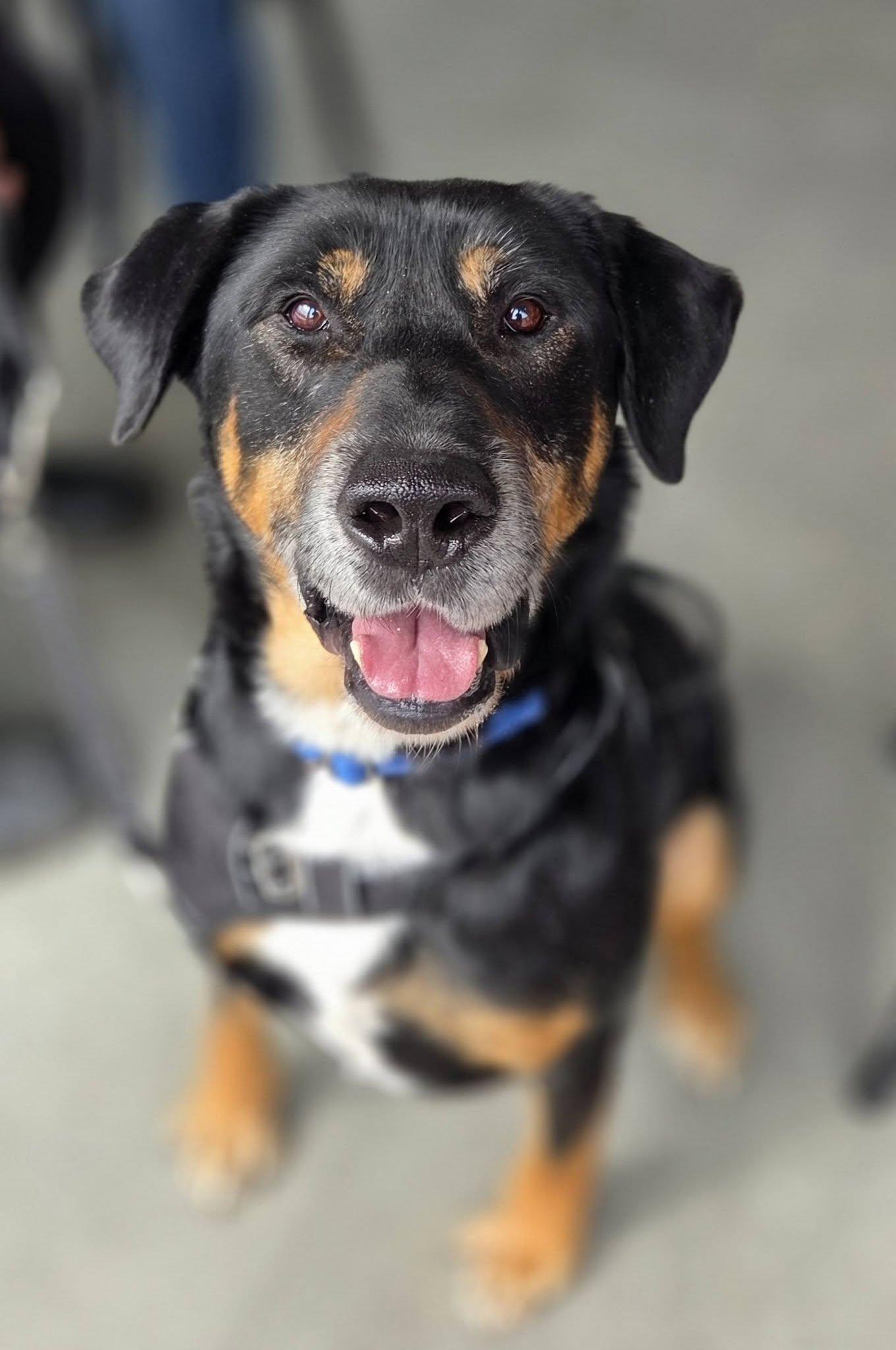 Enlarge Rubble--Foster needed!, a Adoptable Rottweiler in Hillsboro, NH image 1/3