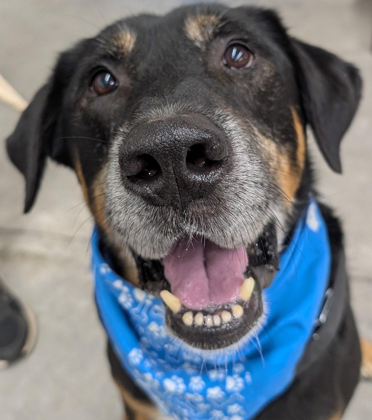 Enlarge Rubble--Foster needed!, a Adoptable Rottweiler in Hillsboro, NH image 2/3