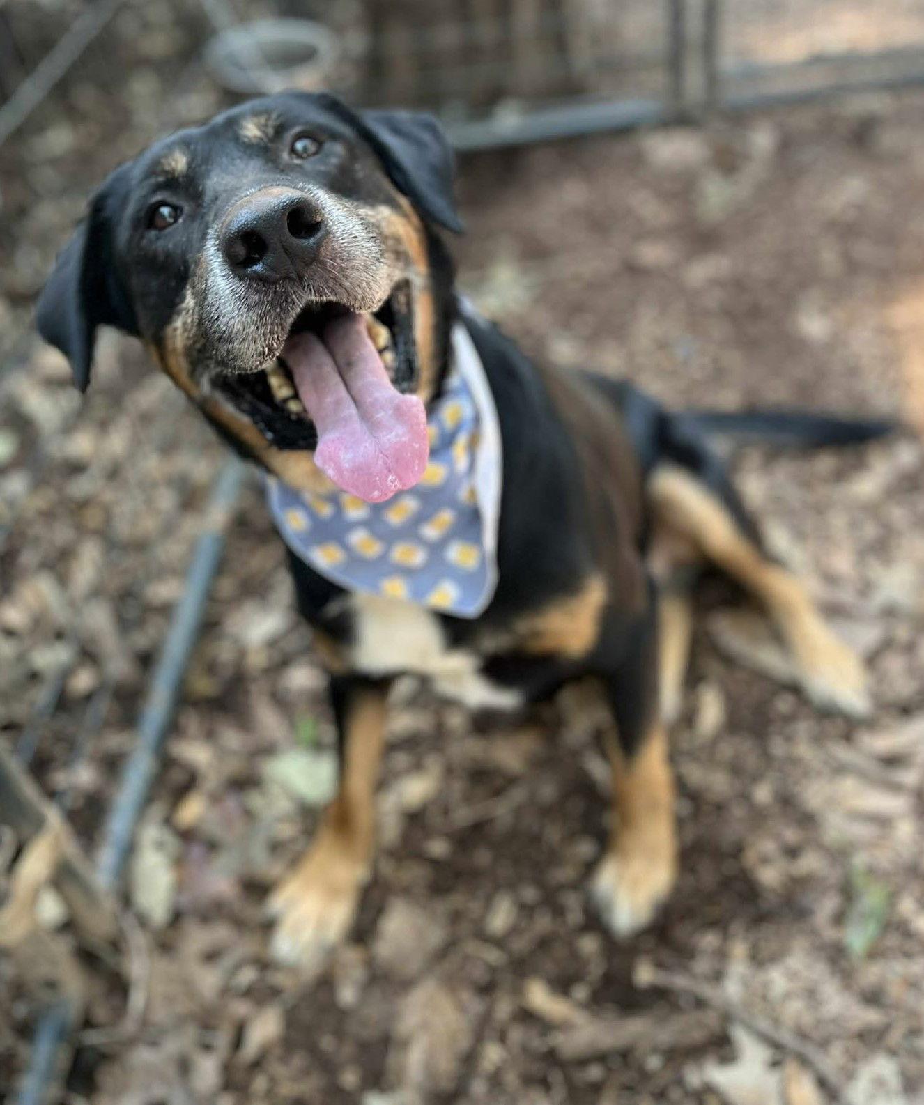 Enlarge Rubble, a Adoptable Rottweiler in Hillsboro, NH image 2/2