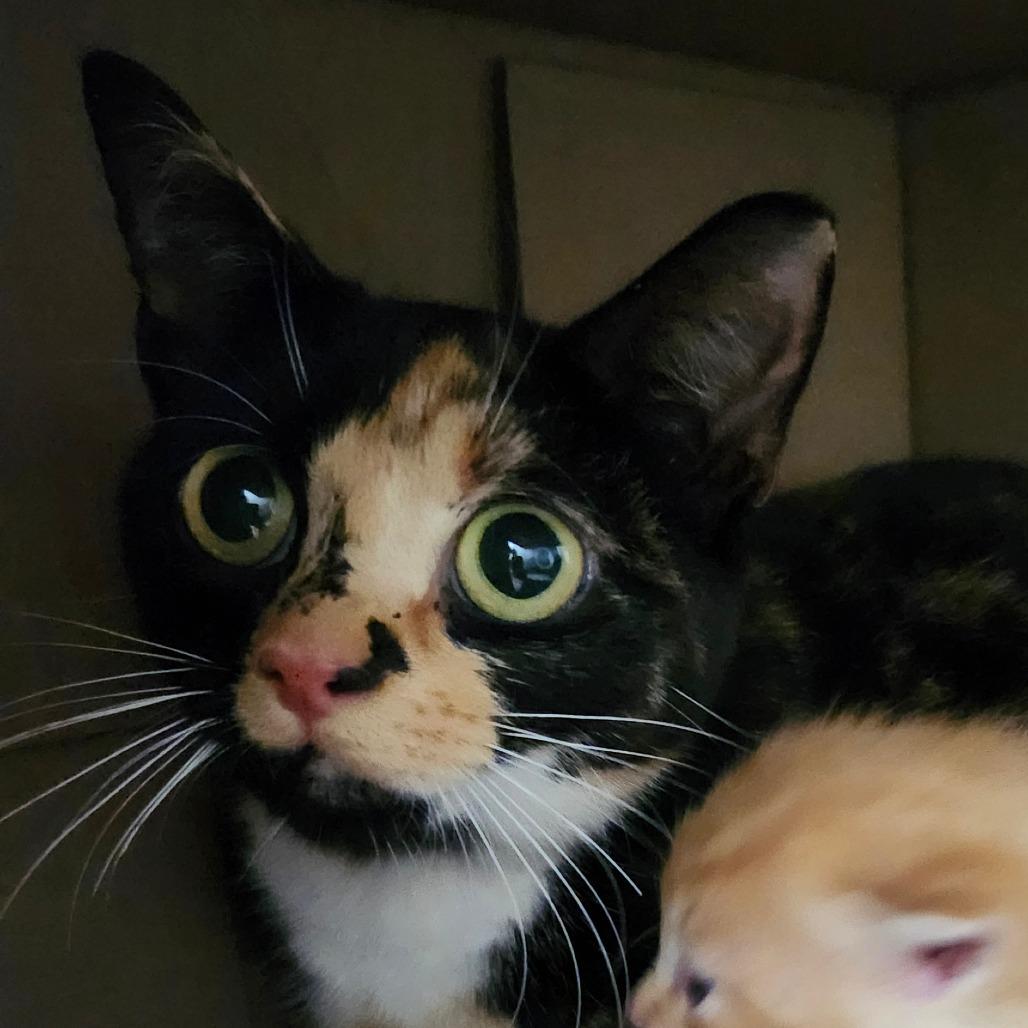 Juliette, Adoptable, Young Female Domestic Short Hair.
