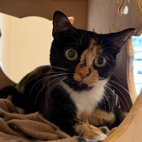 Enlarge Juliette, a Adoptable Domestic Short Hair in Ballston Spa, NY image 2/2