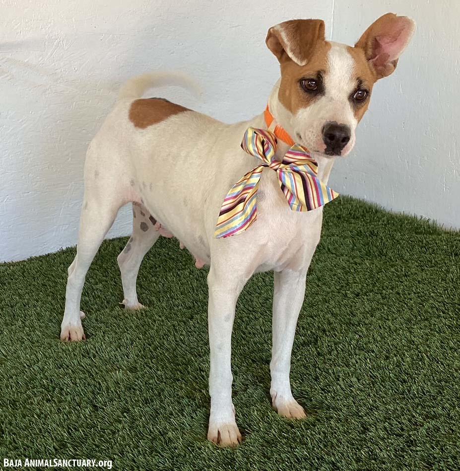Enlarge Leanne, a Adoptable mixed breed in San Diego, CA image 3/3