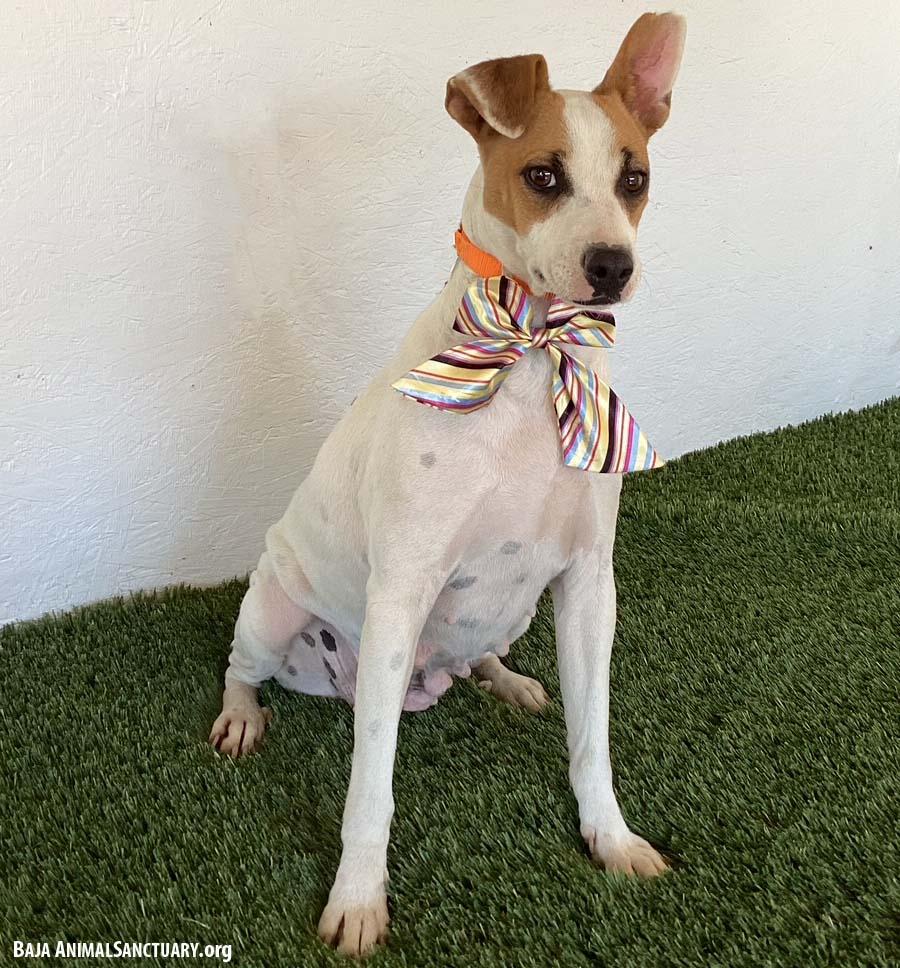 Enlarge Leanne, a Adoptable mixed breed in San Diego, CA image 2/3