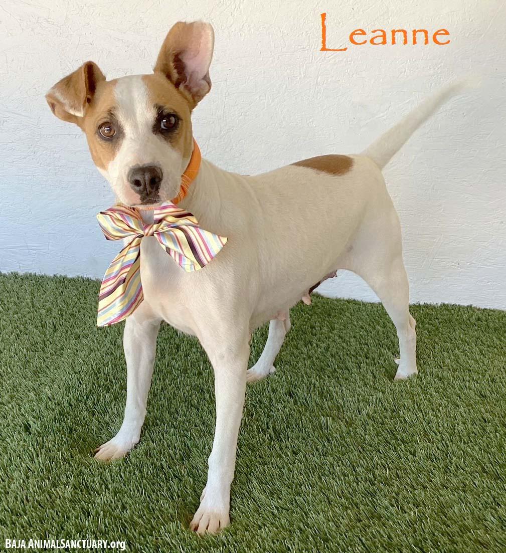 Leanne, Adoptable, Young Female Jack Russell Terrier & Rat Terrier.