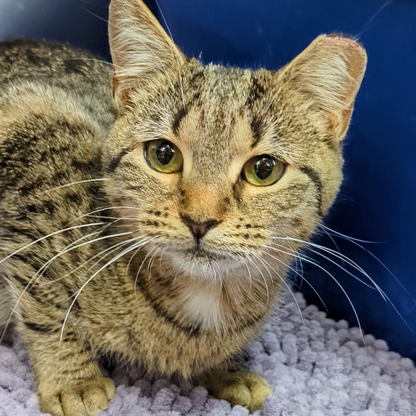 Bardot - Bonded with Brigitte, adopted, Young Female Domestic Short Hair.