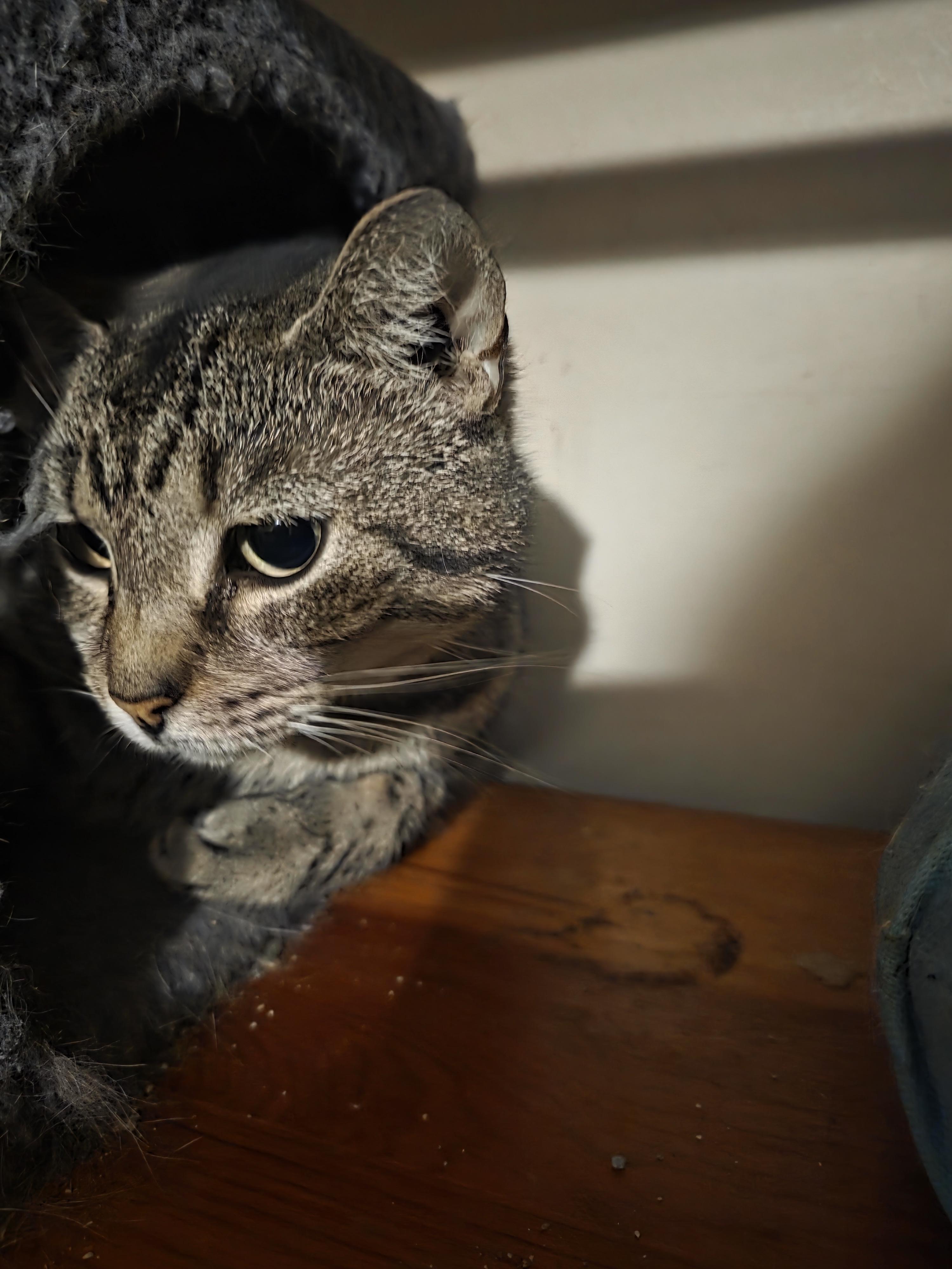 Betty, a ADOPTABLE Domestic Short Hair in Cincinnati, OH image 6/6