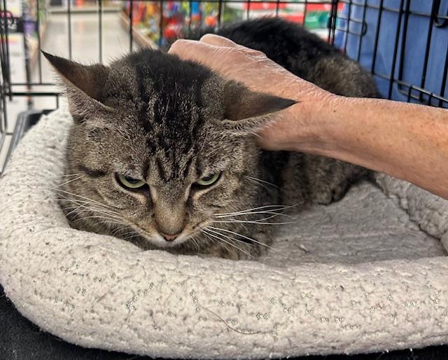 Betty, a ADOPTABLE Domestic Short Hair in Cincinnati, OH image 3/6