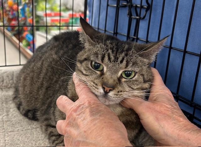 Betty, a ADOPTABLE Domestic Short Hair in Cincinnati, OH image 5/6