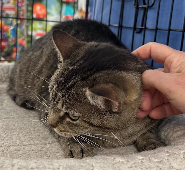 Betty, a ADOPTABLE Domestic Short Hair in Cincinnati, OH image 4/6