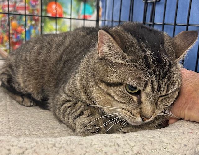Betty, a ADOPTABLE Domestic Short Hair in Cincinnati, OH image 2/6