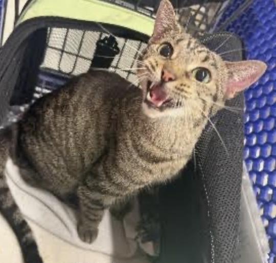 Enlarge Betty, a Adoptable Domestic Short Hair in Cincinnati, OH image 5/6