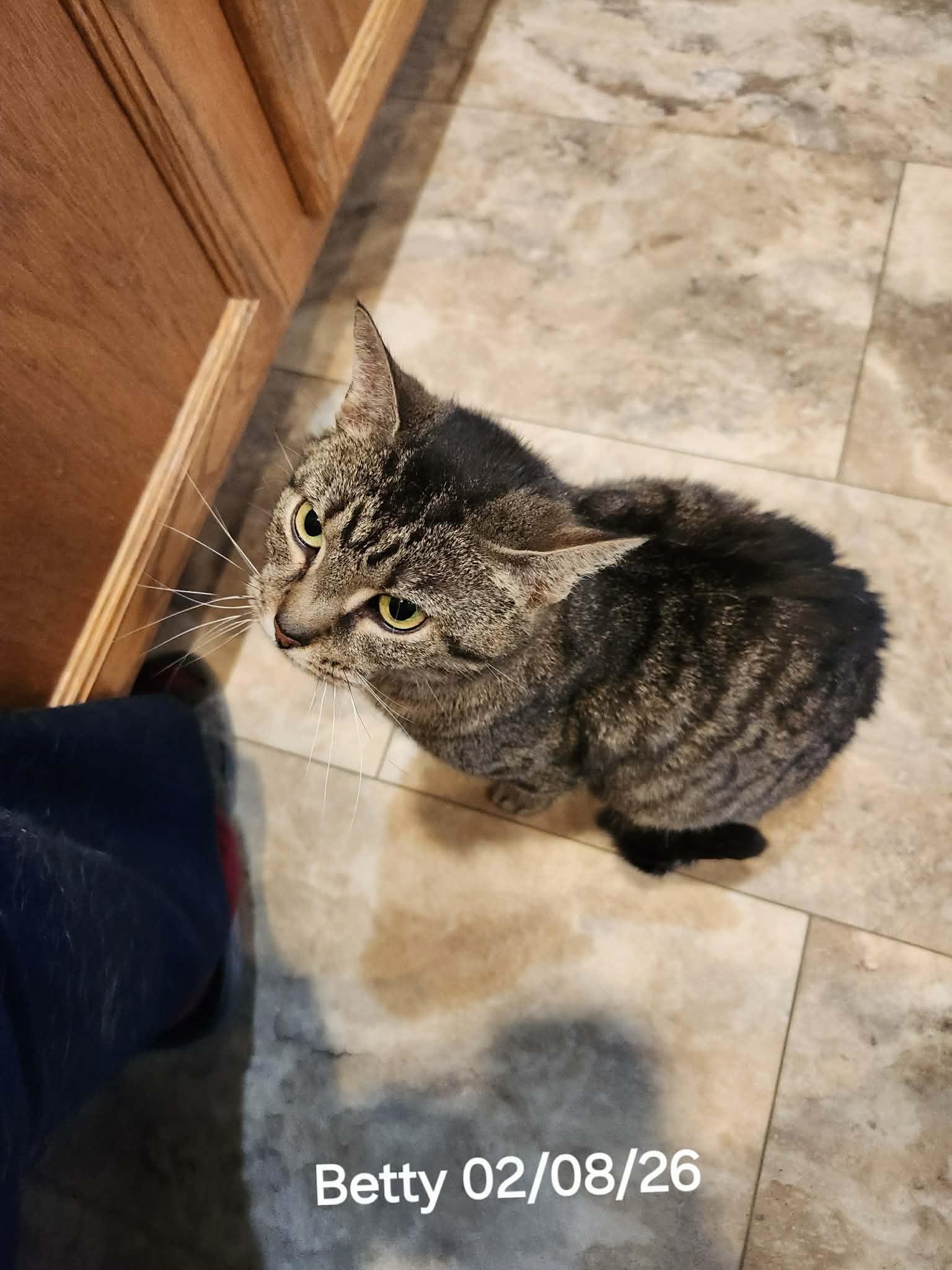 Betty, a ADOPTABLE Domestic Short Hair in Cincinnati, OH image 1/6