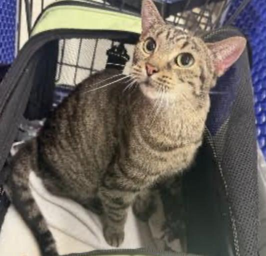 Enlarge Betty, a Adoptable Domestic Short Hair in Cincinnati, OH image 6/6