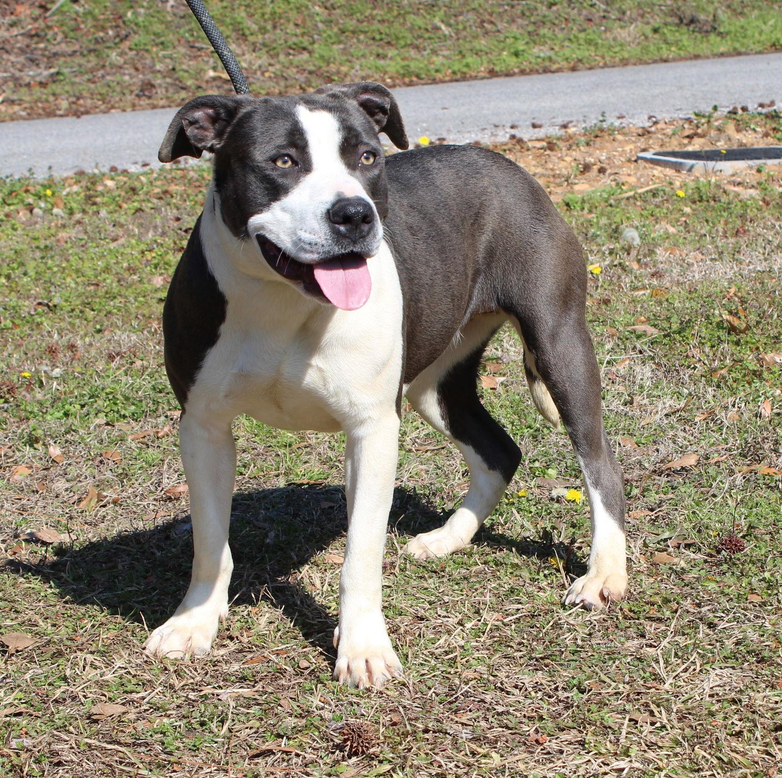Enlarge Piper 43131, a Adoptable Pit Bull Terrier in Prattville, AL image 1/3