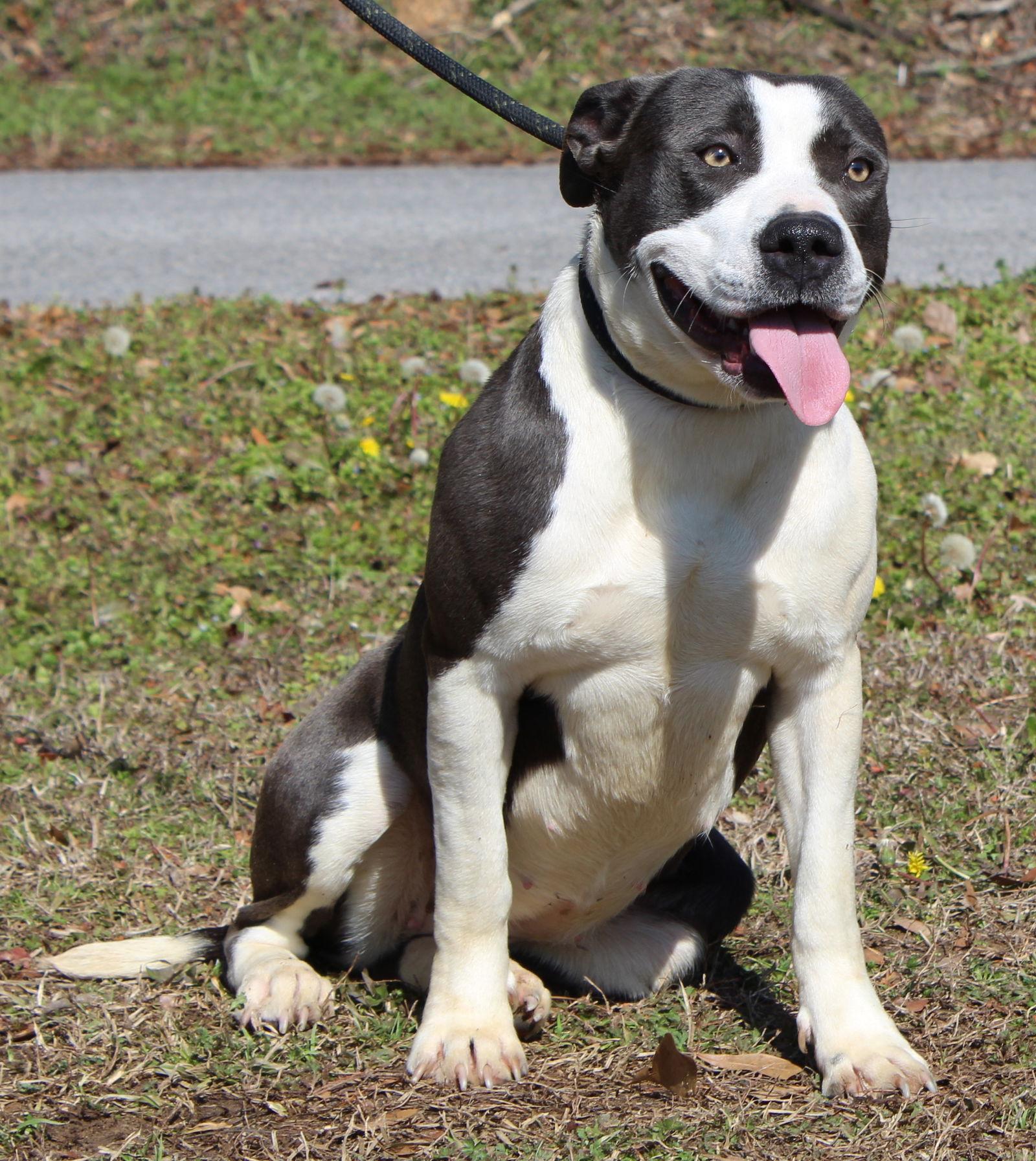 Enlarge Piper 43131, a Adoptable Pit Bull Terrier in Prattville, AL image 2/3