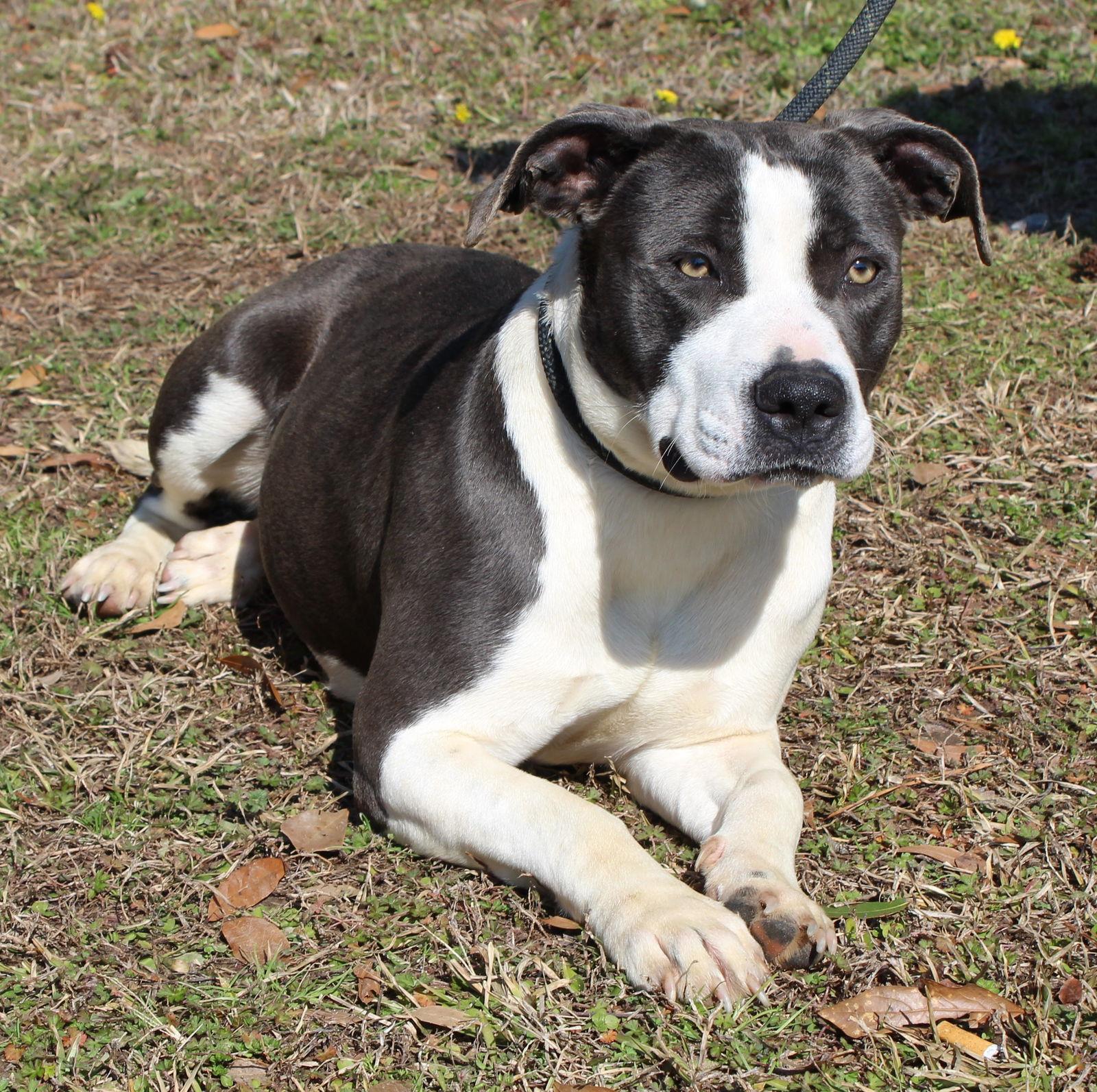 Enlarge Piper 43131, a Adoptable Pit Bull Terrier in Prattville, AL image 3/3