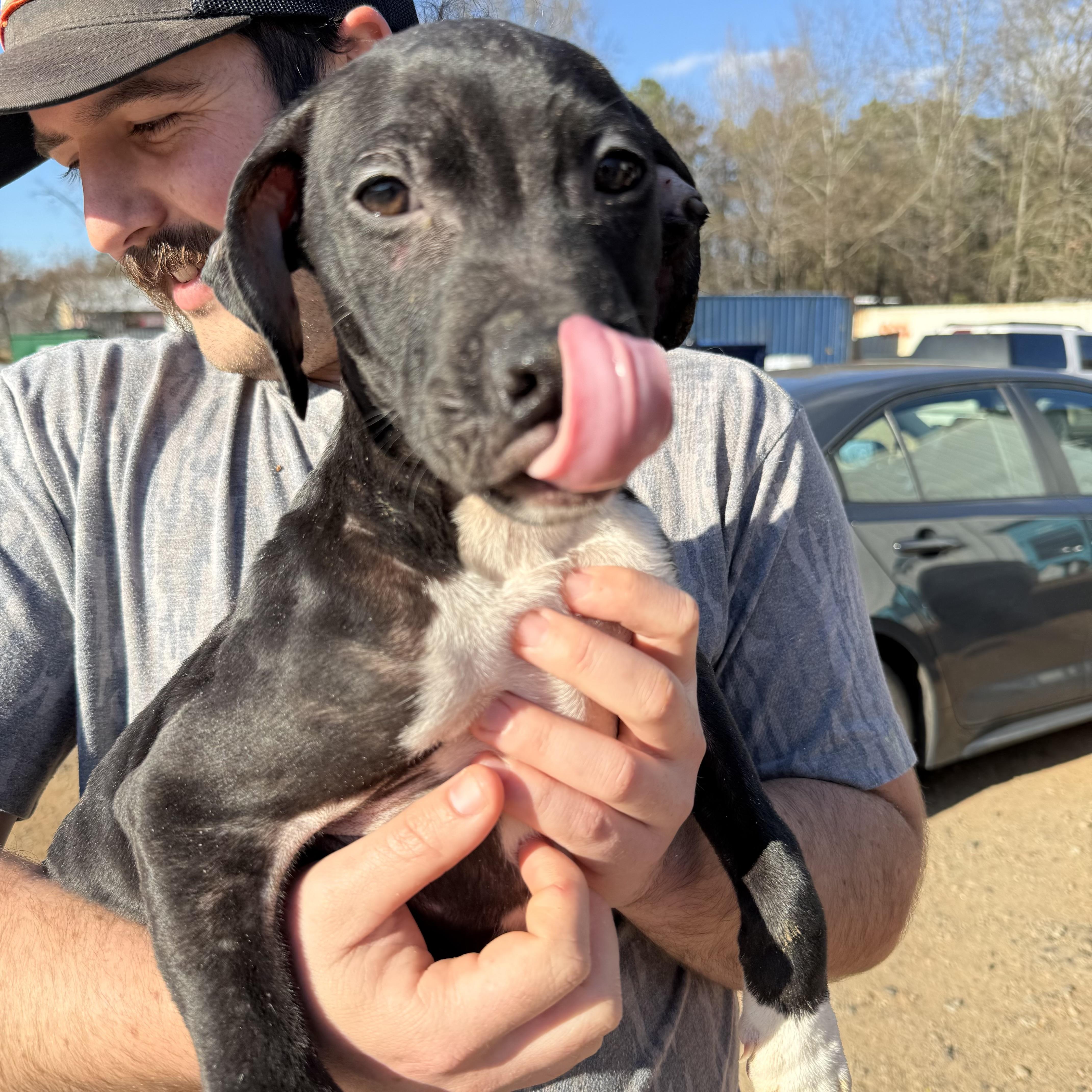 Protein Bar — thumbnail 2